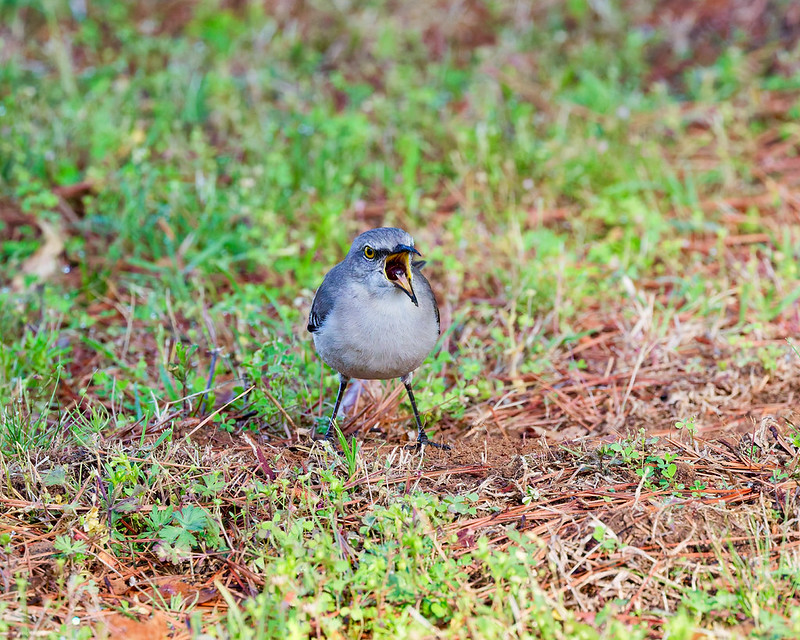 Northern Mockingbird facing the camera with its bill open while holding a beetle