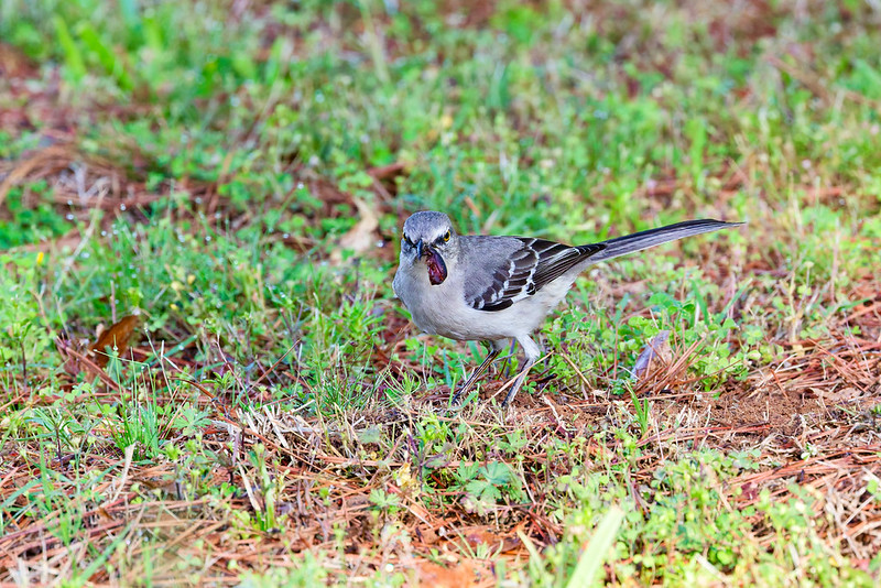 Northern Mockingbird walking on the ground in an Arkansas yard with a beetle in its bill