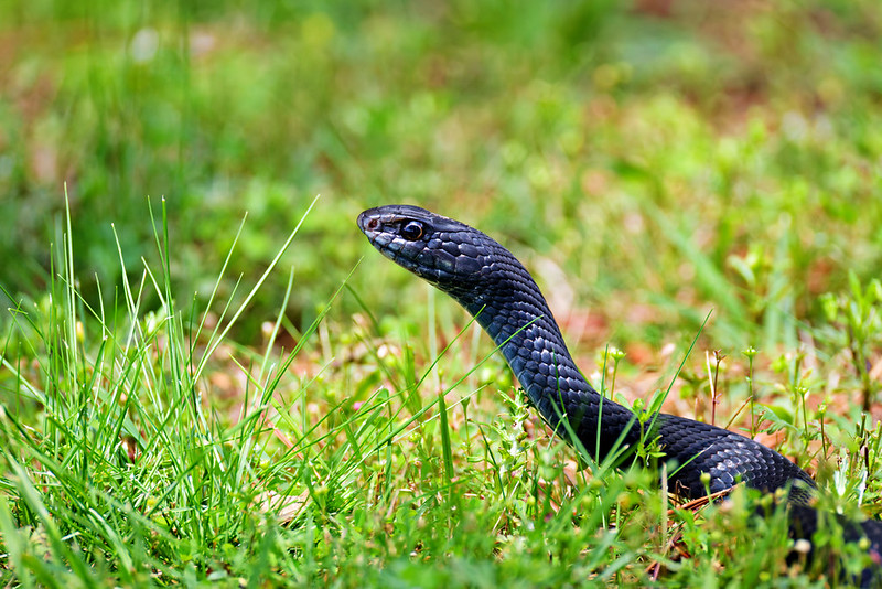 North American Racer lifting its head above green grass in my yard