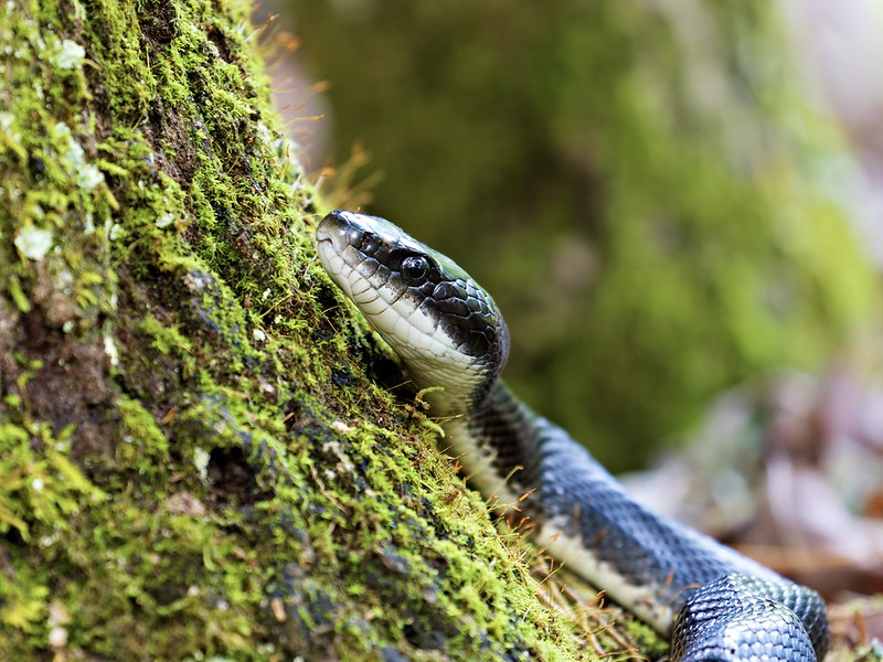 Ratsnake climbing beside a mossy tree showing pale chin and dark body