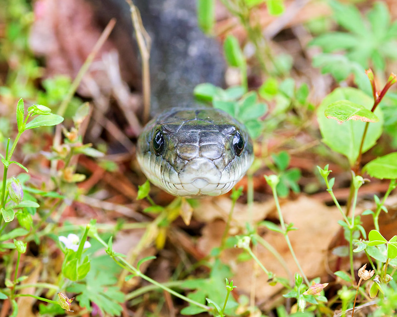 Ratsnake in my yard facing the camera through low green plants