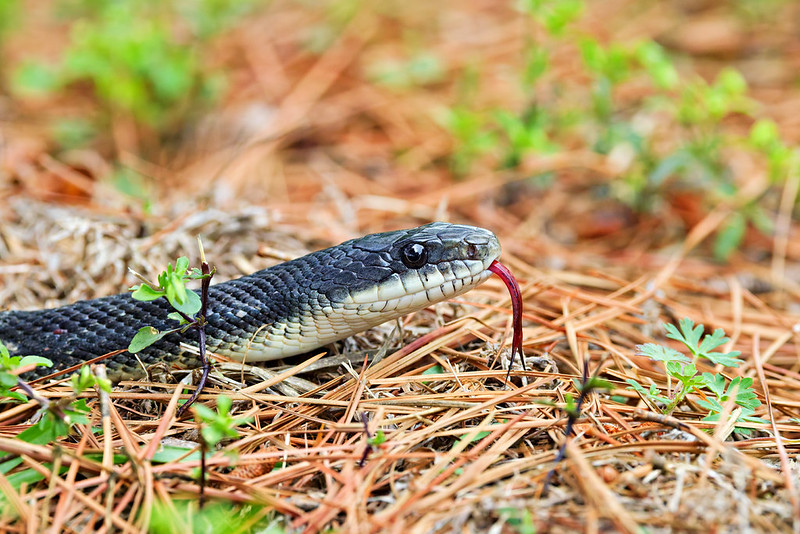 Side view of a ratsnake tongue flicking over pine needles