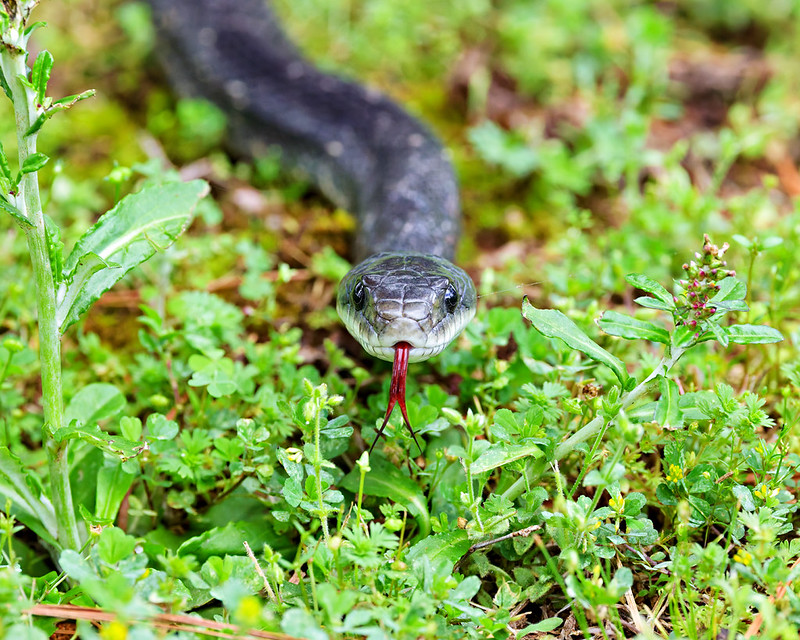 Ratsnake flicking its tongue while moving through green yard plants