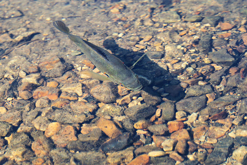 Redear Sunfish swimming over the gravel bottom at Reeve’s Slough in clear shallow water