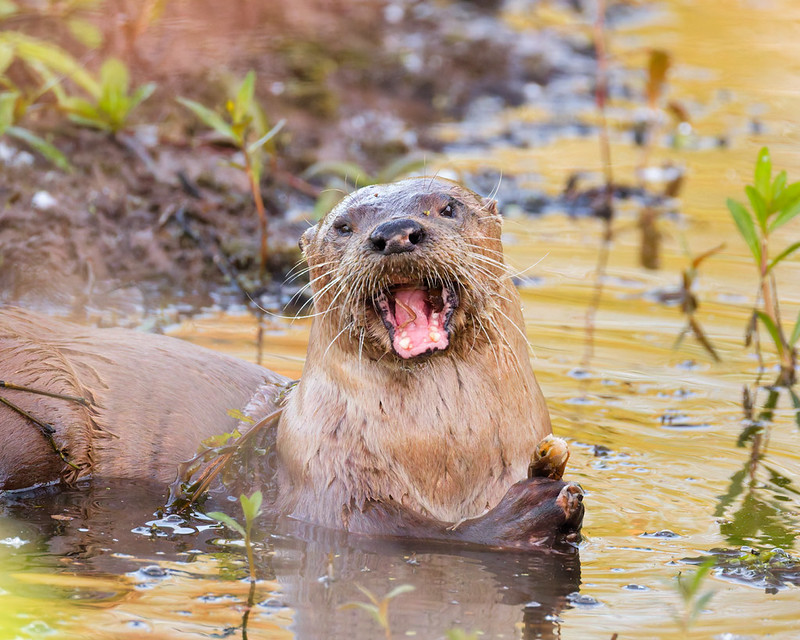 Close view of a river otter eating a crayfish in shallow water