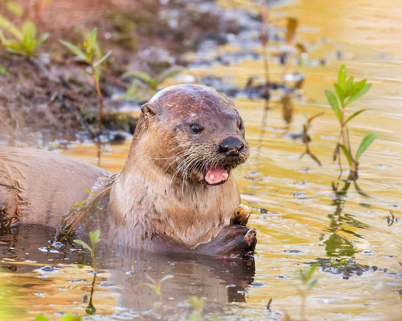 River otter in shallow water holding and eating a crayfish at Miner's Cove
