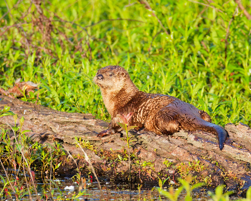 River otter resting and grooming on a log beside the water