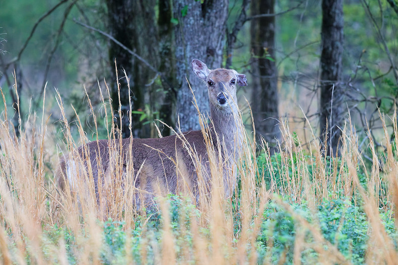 Doe standing in tall grass with visible ticks around the eyes and ears
