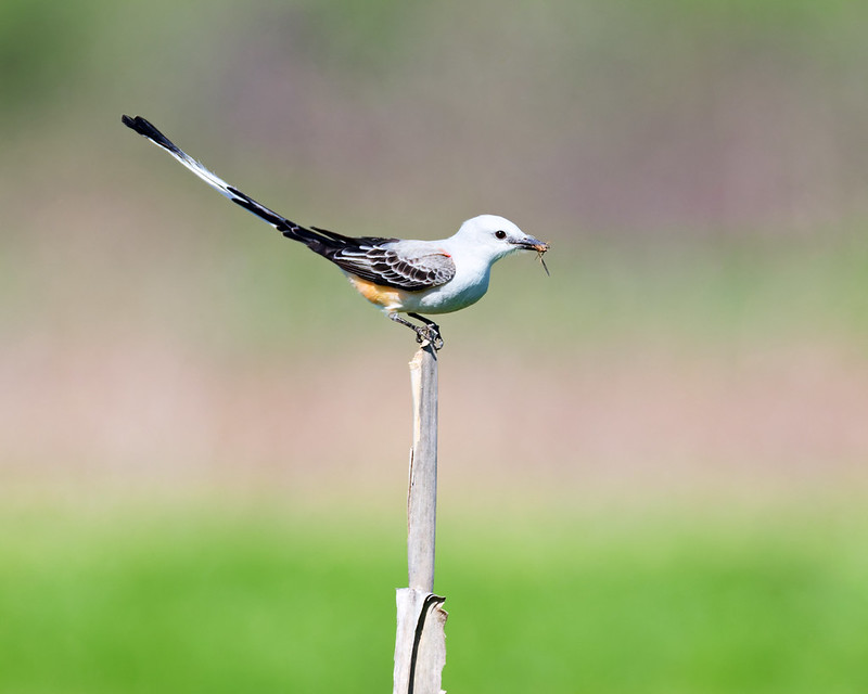 Scissor-tailed Flycatcher on a cornstalk with a grasshopper in its bill at Sequoyah NWR