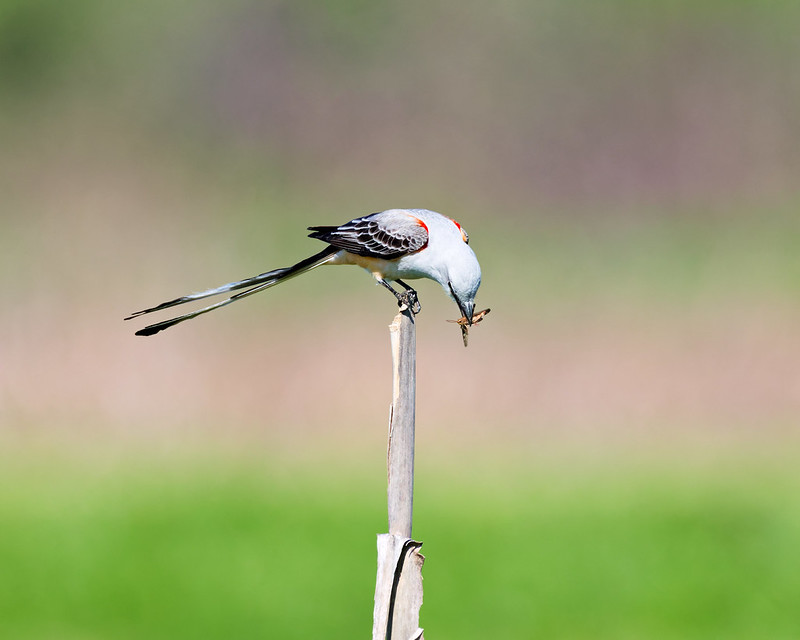 Bird leaning forward on a dried cornstalk while handling a grasshopper