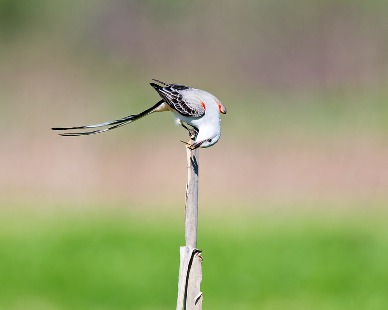 Scissor-tailed Flycatcher bent upside down on a cornstalk while holding a grasshopper