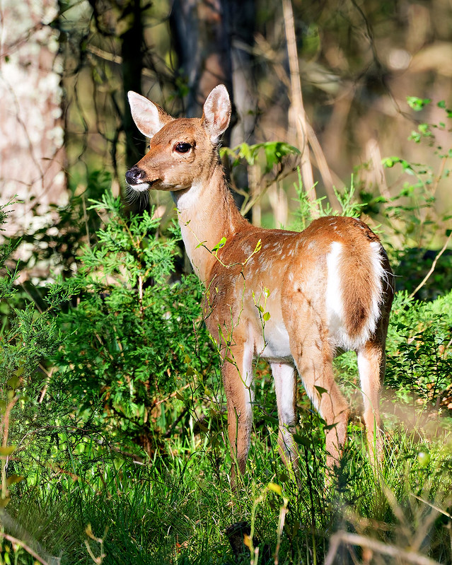 Spotted white-tailed fawn standing in spring greenery at Janet Huckabee Nature Center