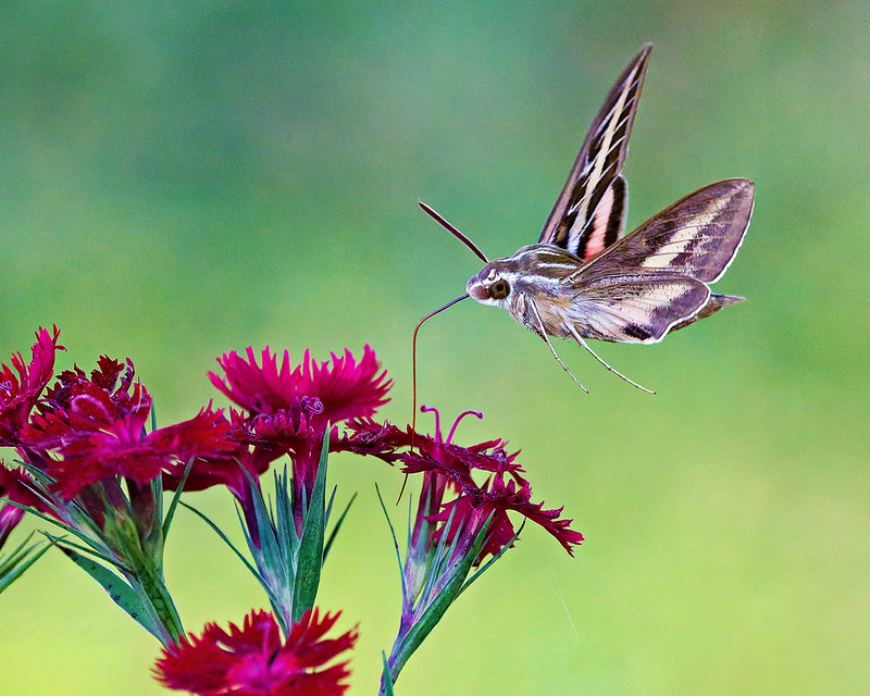 White-lined Sphinx Moth hovering beside red flowers in an Arkansas yard.