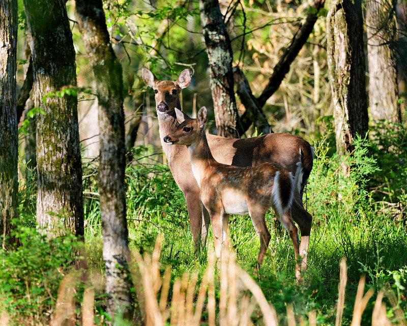 White-tailed doe standing with a spotted fawn in sunlit woods at Fort Smith, Arkansas