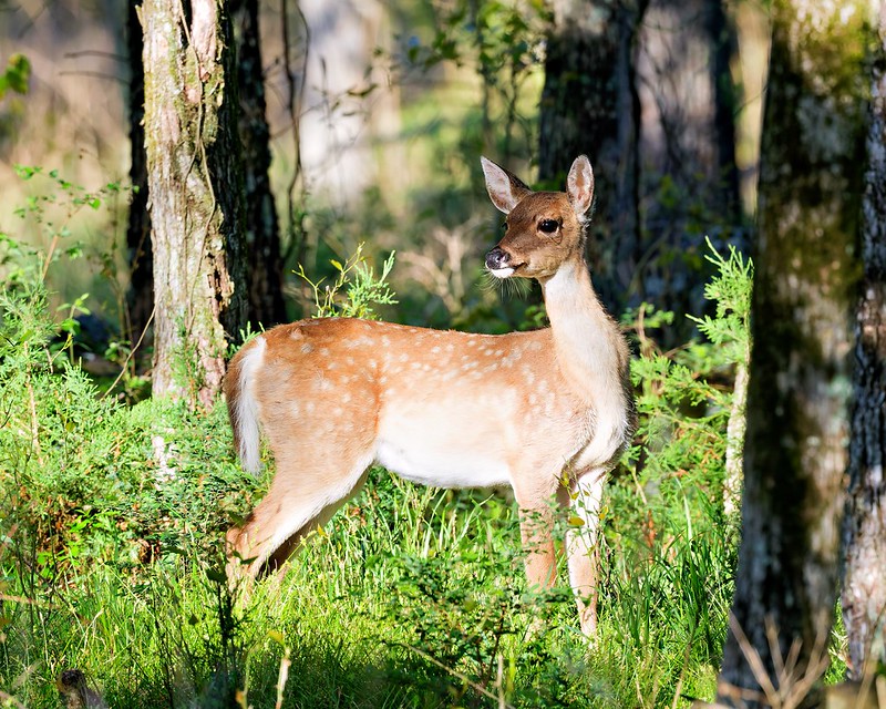 Young white-tailed deer with faint spots standing in filtered morning light in Arkansas woods