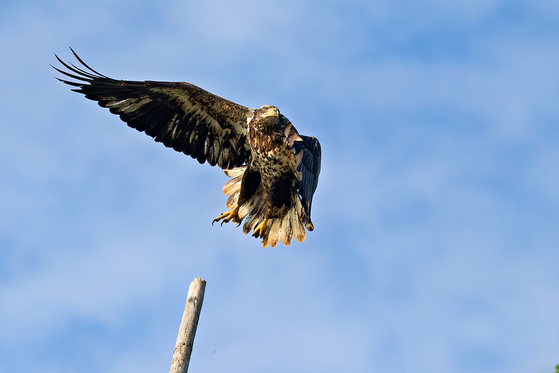 Immature Bald Eagle rising above a weathered perch near the Arkansas River