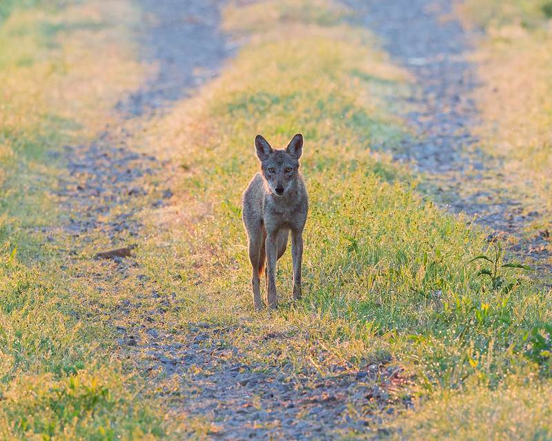 Young coyote standing on a grassy road at sunrise in Sequoyah National Wildlife Refuge