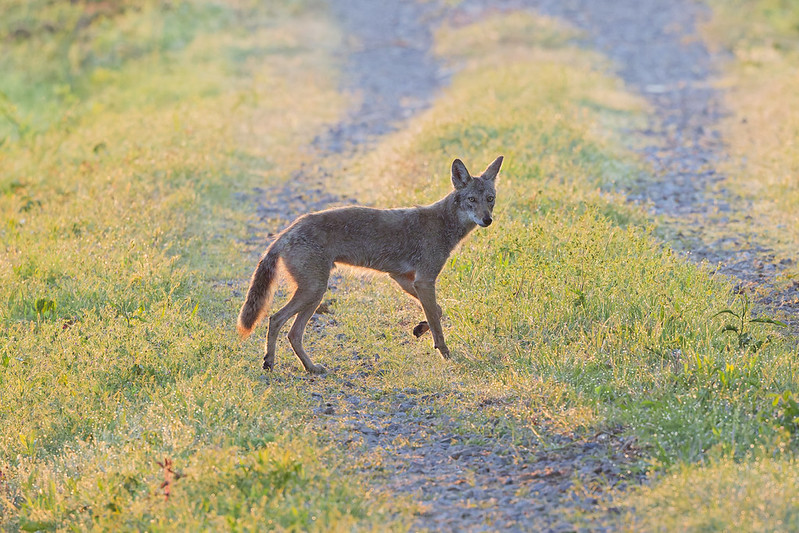 Young coyote walking away along a grassy refuge road at sunrise