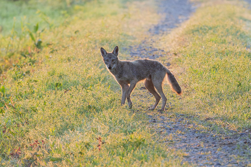Young coyote turning on a dew-covered road in soft sunrise light