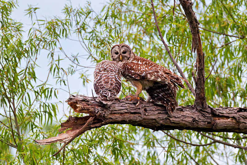 Adult Barred Owl feeding young owls on a limb at Miner’s Cove