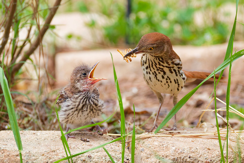 Adult bird carrying mealworms toward a begging youngster in the yard