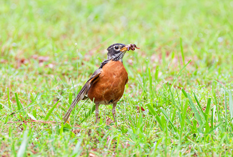 American Robin carrying earthworms in its beak while standing in wet grass in an Arkansas yard