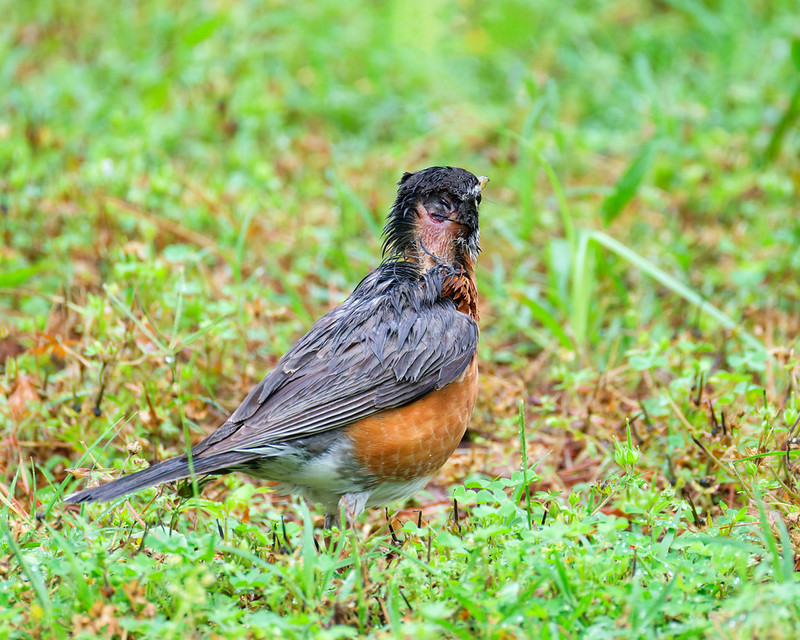 Close view of an American Robin with a raw-looking wound and missing feathers on the back of its head and neck