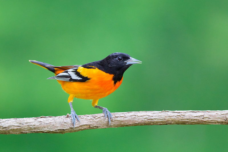 Baltimore Oriole perched at my backyard feeder in Arkansas