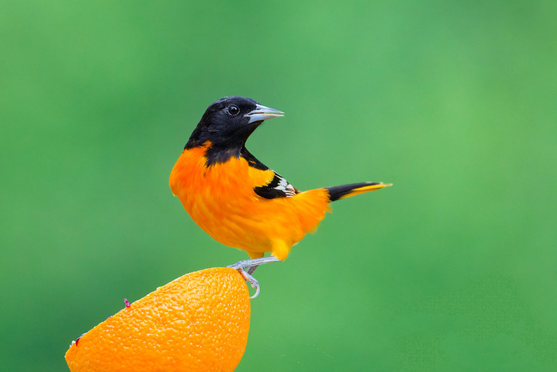 Baltimore Oriole perched on an orange at my Arkansas backyard feeder