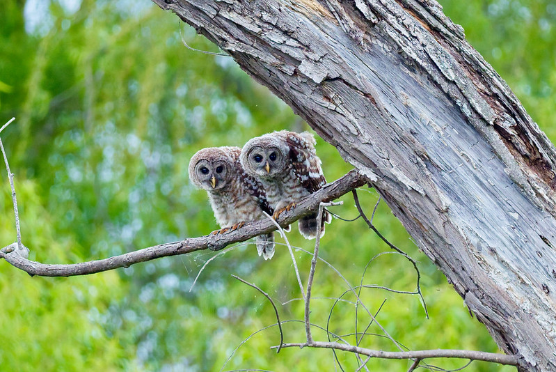 Young Barred Owls perched together on a branch at Miner’s Cove