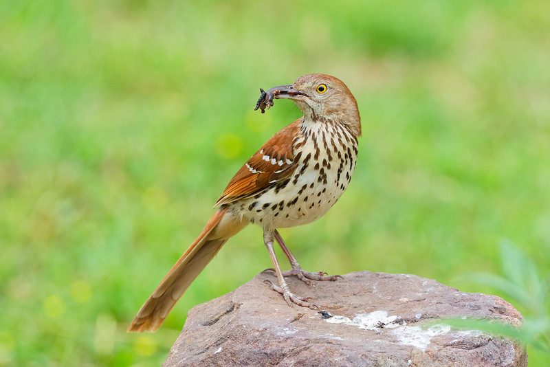 Adult Brown Thrasher standing on a rock with worms in its bill