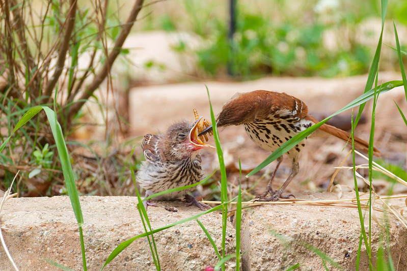 Brown Thrasher feeding a fledgling with its mouth open in the grass