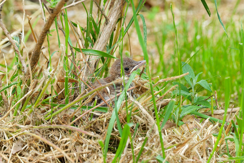 Young bird hiding low in grass and dry stems near my deck