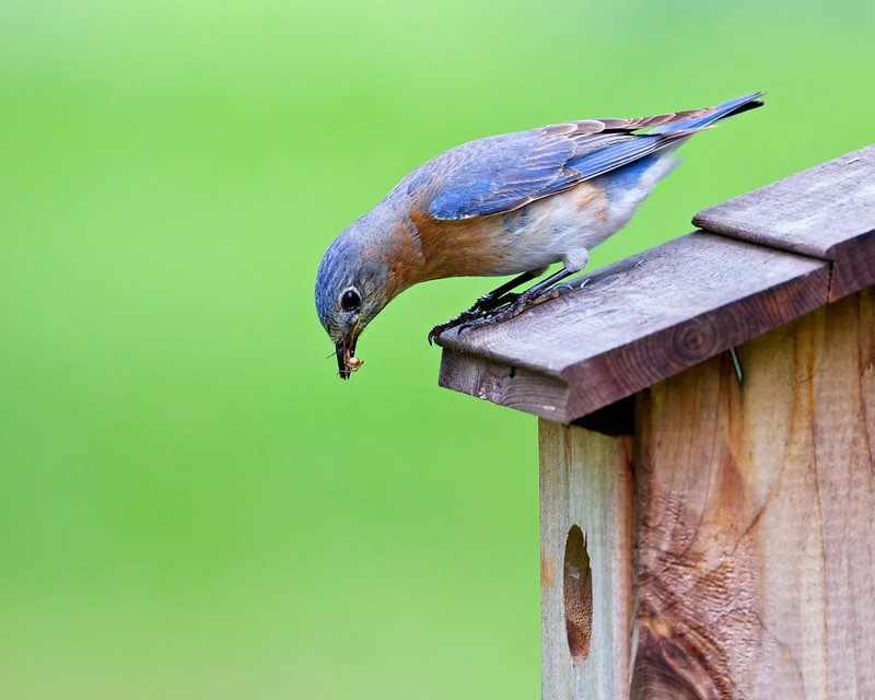 Female Eastern Bluebird parent with ispider in beak, feeding nestlings at nest box, Arkansas