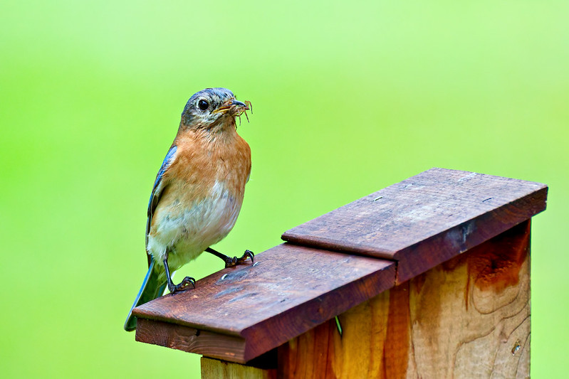 Female Eastern Bluebird parent feeding nestlings at nest box entrance with spider in beak, Arkansas