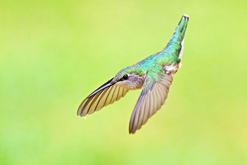 Female Ruby-throated Hummingbird flying near my Arkansas feeder