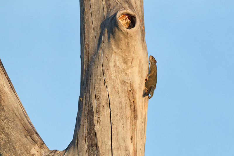 Gray Squirrel clinging to a large dead tree near a cavity at Sequoyah National Wildlife Refuge