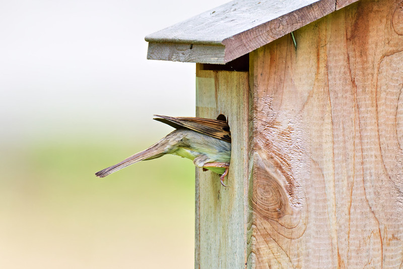 House Sparrow slipping into a birdhouse with bluebird chicks inside