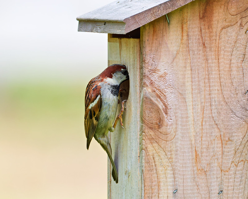 Male House Sparrow at the entrance of a bluebird nest box in my Arkansas backyard.