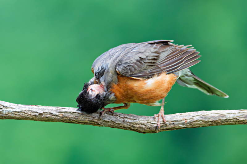 American Robin with a healing head wound cleaning its beak on a limb after catching earthworms for its young