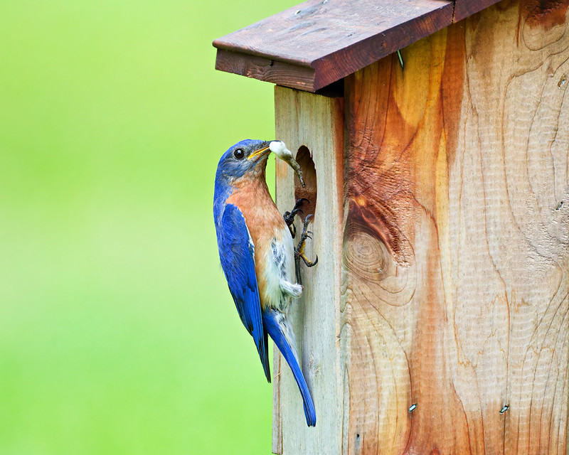 Male Eastern Bluebird clinging to nest box entrance hole with white fecal sac in beak, Arkansas backyard