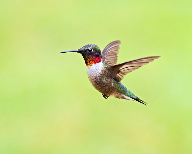 Male hummingbird hovering near my feeder with red throat showing