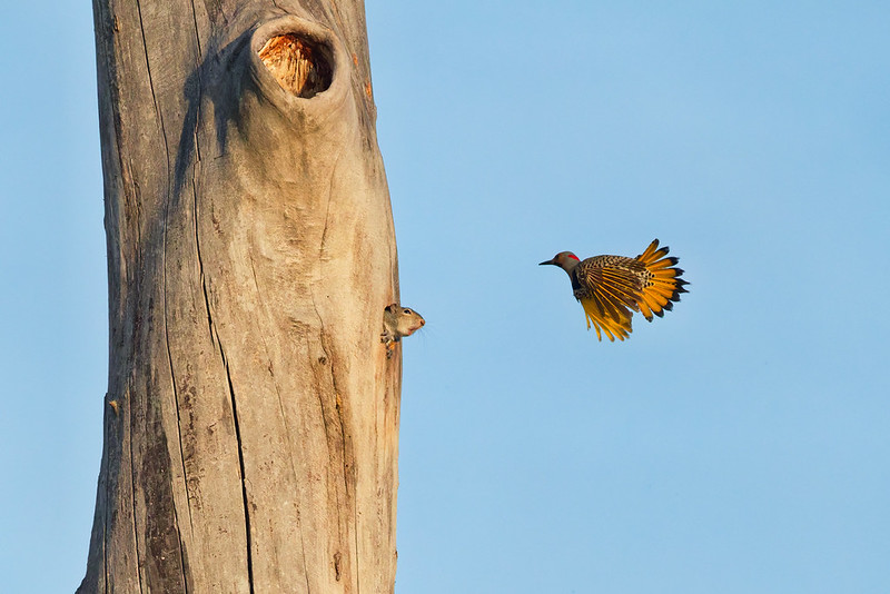 Northern Flicker nest cavity with a Gray Squirrel peeking from a dead tree at Sequoyah NWR