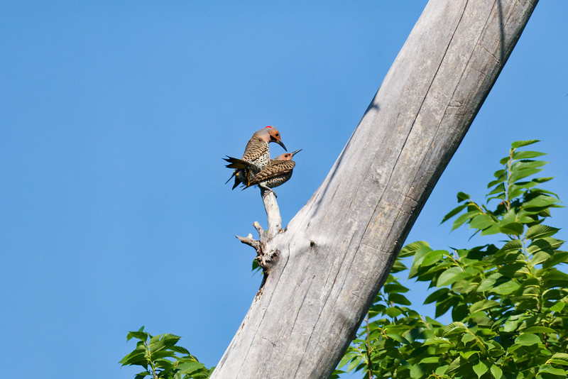 Two Northern Flickers mating on a dead tree limb after the cavity encounter