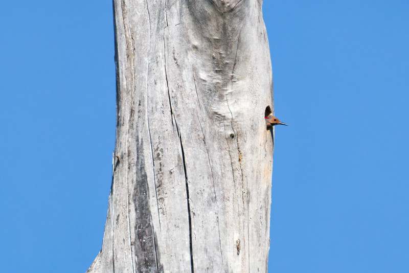 Northern Flicker looking out from a nest cavity in a large dead tree