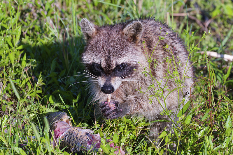 Raccoon eating carp in green grass at Sequoyah National Wildlife Refuge
