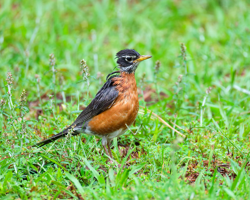 Side view of an American Robin in Arkansas showing a normal posture despite a visible injury near the back of the head