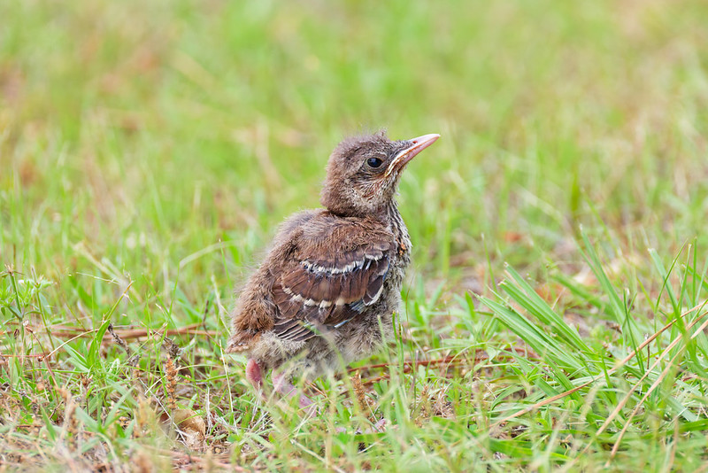 Young Brown Thrasher standing in grass after being fed by an adult