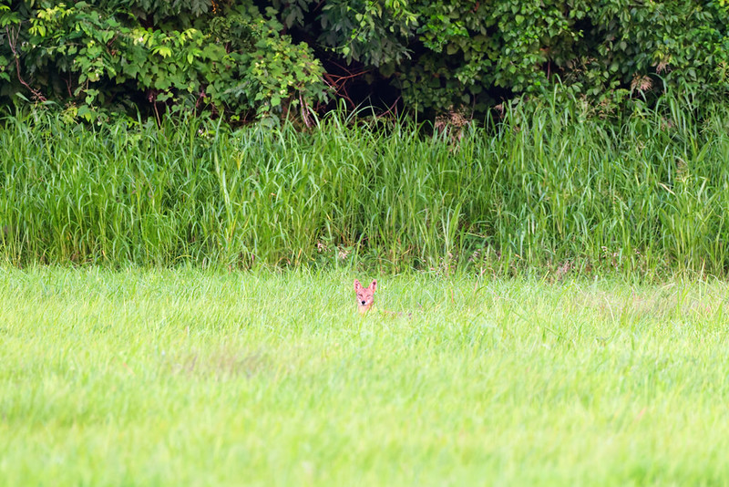 Baby coyote standing in tall grass before disappearing into the trees.