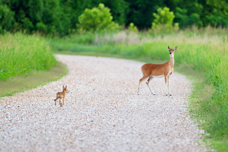 Baby coyote turning back toward a white-tailed doe standing on a gravel refuge road.